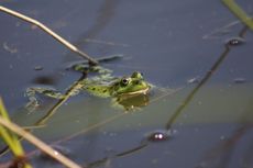 Teichfrosch-9.jpg